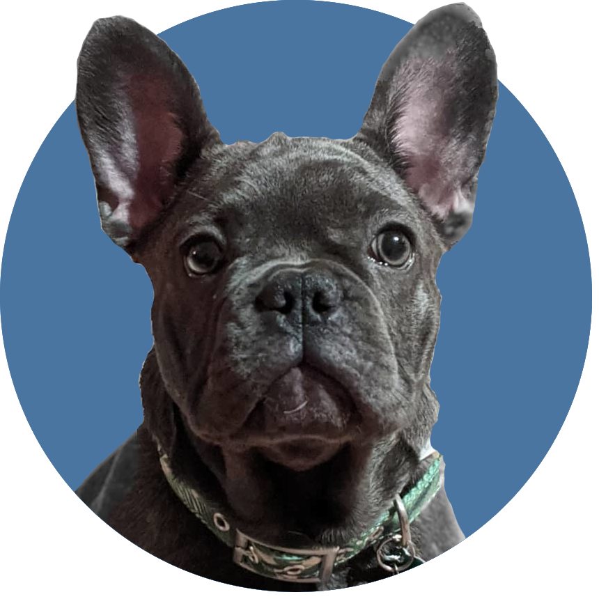 Luna the Lovable Frenchie