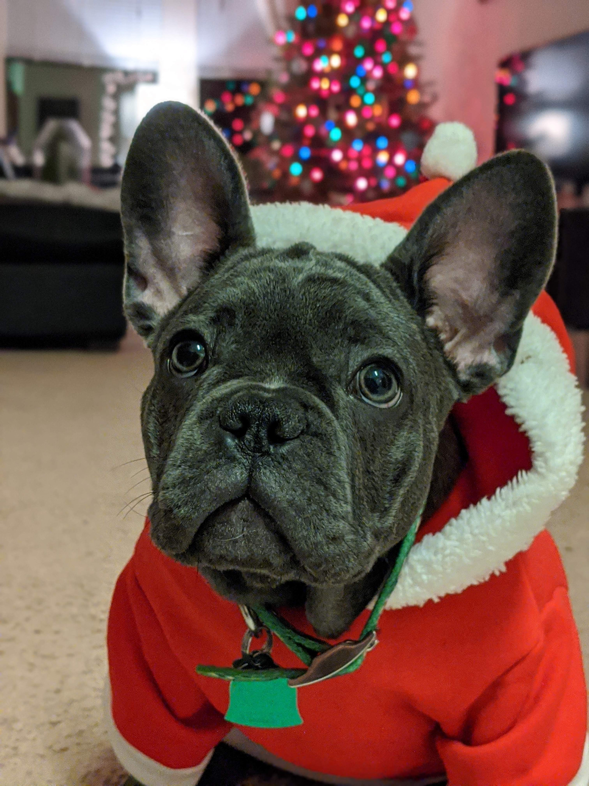 Cover Image of Christmas Mischief (Presented by our little Santa Paws)