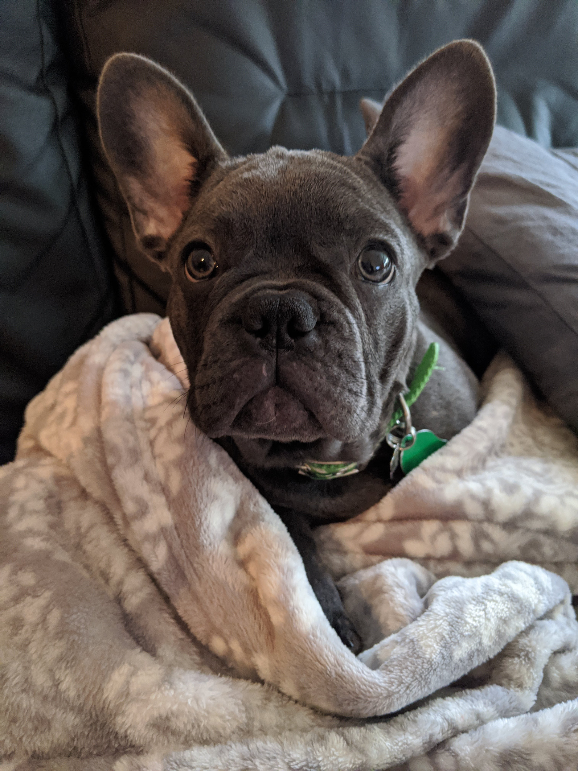 Cover Image of The First Few Days